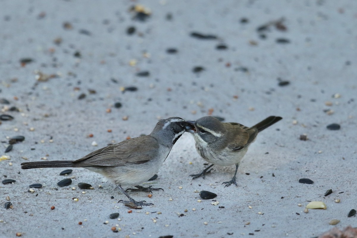 Black-throated Sparrow - ML619153022