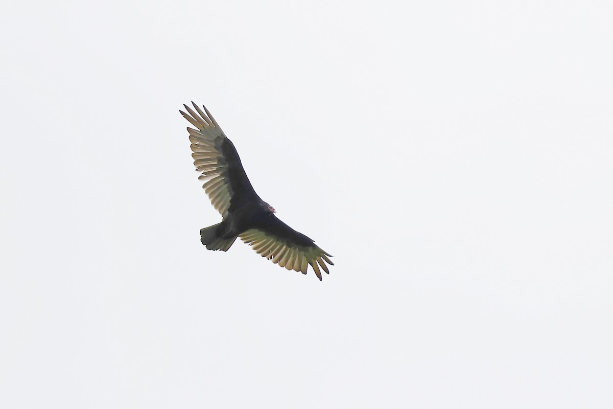 Turkey Vulture - ML619153036