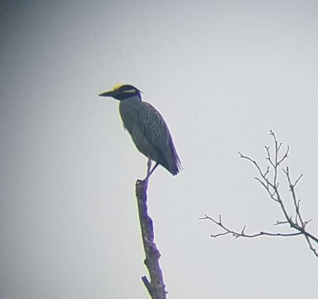 Yellow-crowned Night Heron - ML619153062