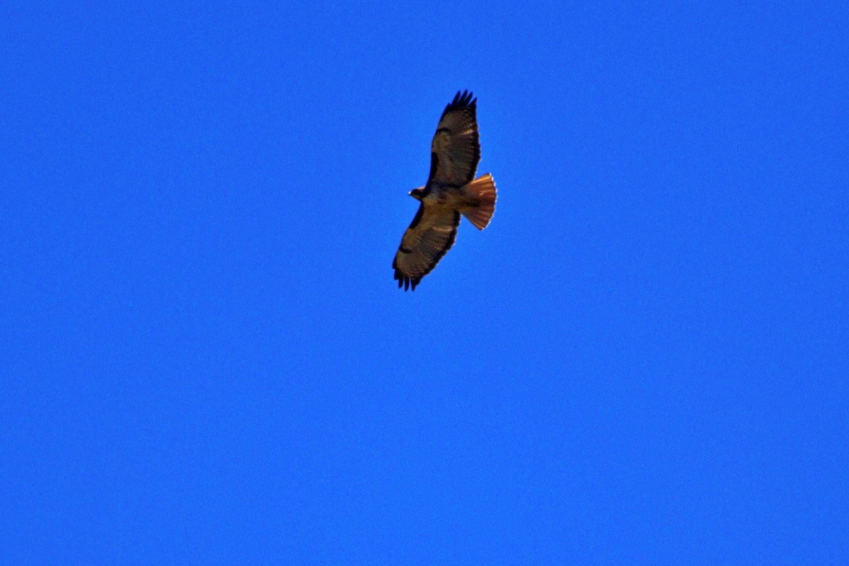 Red-tailed Hawk - ML619153089