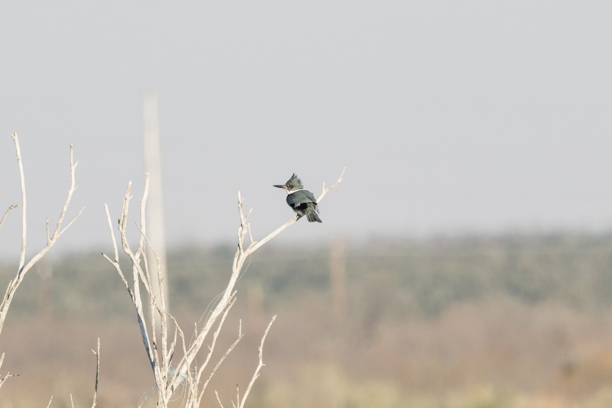 Belted Kingfisher - ML619153120