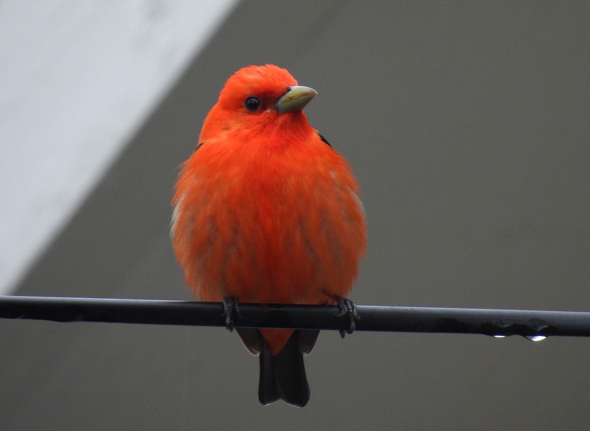 Scarlet Tanager - ML619153128