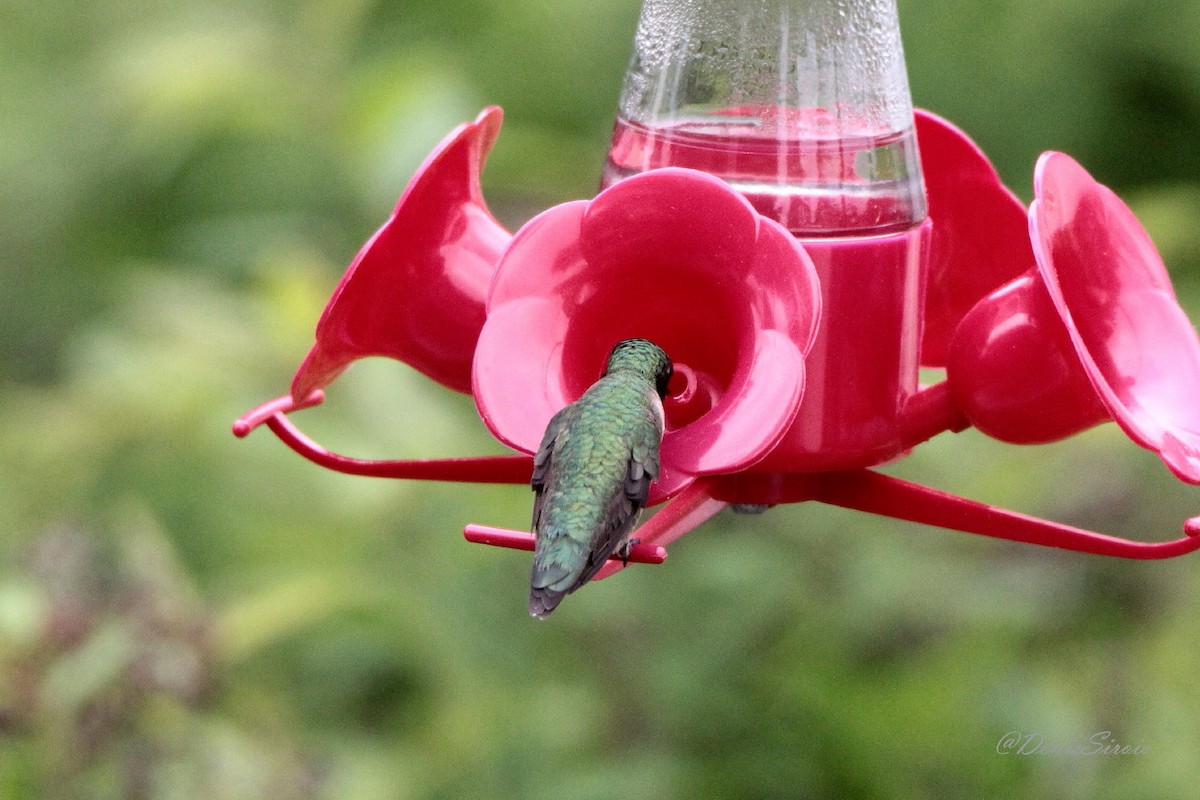 Ruby-throated Hummingbird - ML619153146