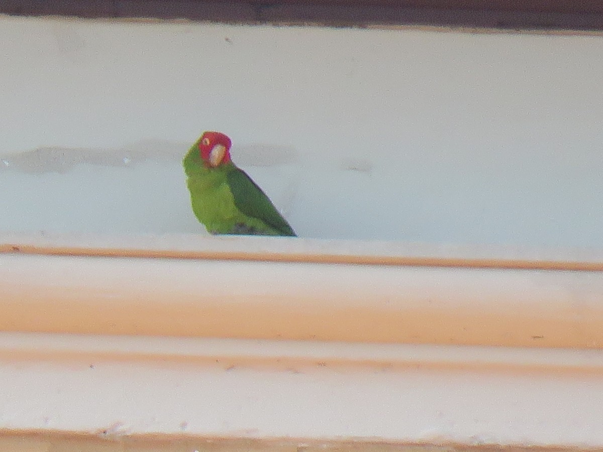 Guayaquil Papağanı - ML619153243