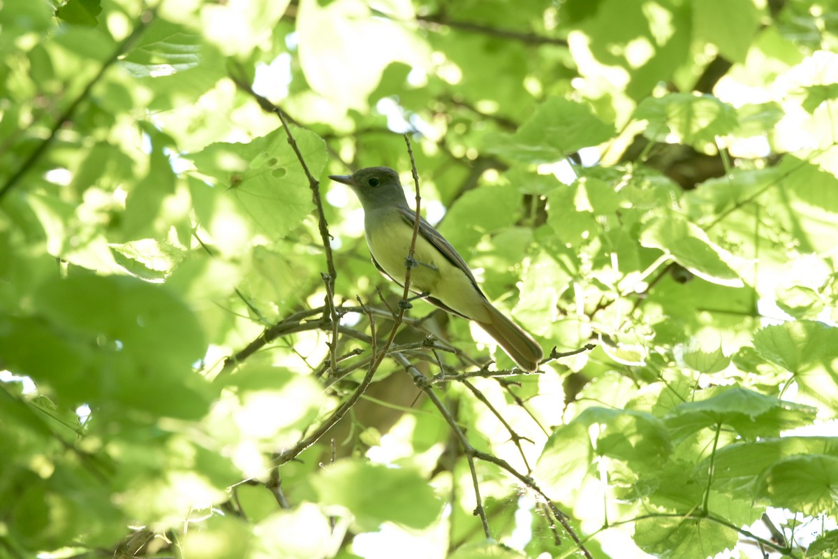 Great Crested Flycatcher - ML619153252
