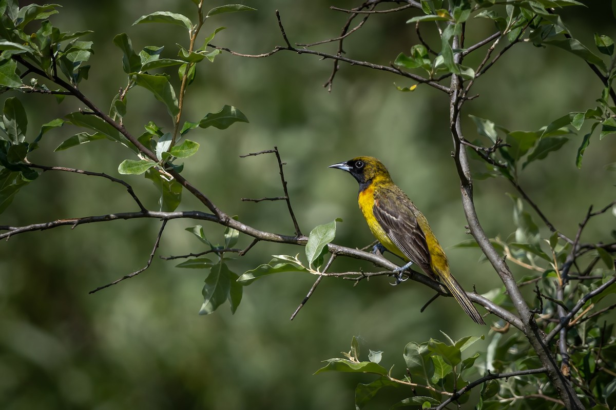 Orchard Oriole - ML619153272