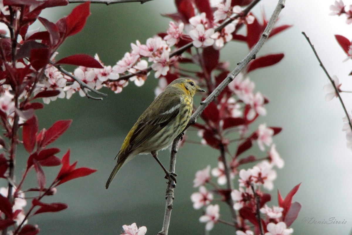 Cape May Warbler - ML619153294