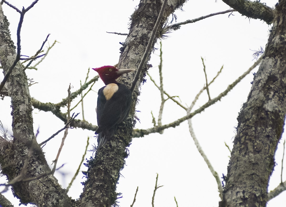Cream-backed Woodpecker - ML619153327