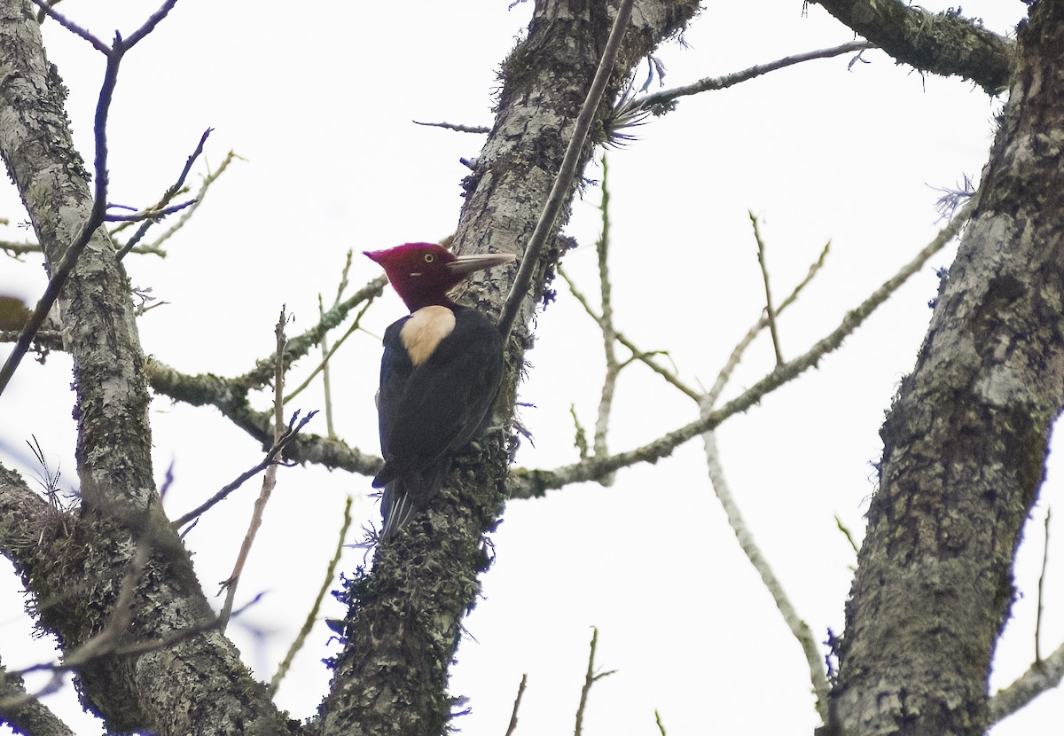Cream-backed Woodpecker - ML619153329