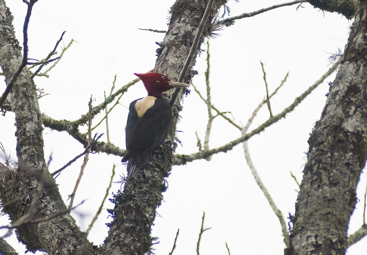 Cream-backed Woodpecker - ML619153330