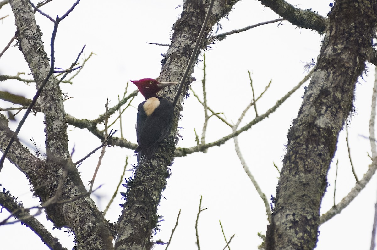Cream-backed Woodpecker - ML619153331