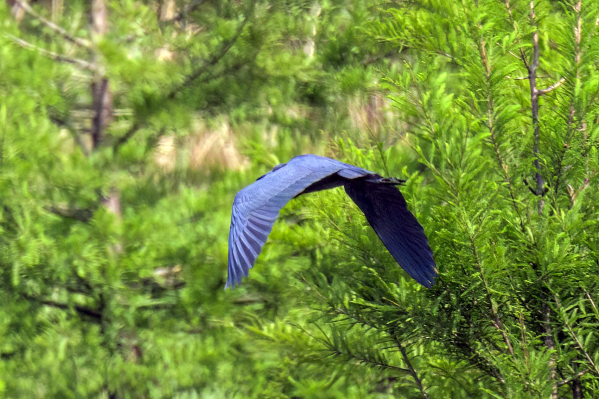 Little Blue Heron - ML619153347