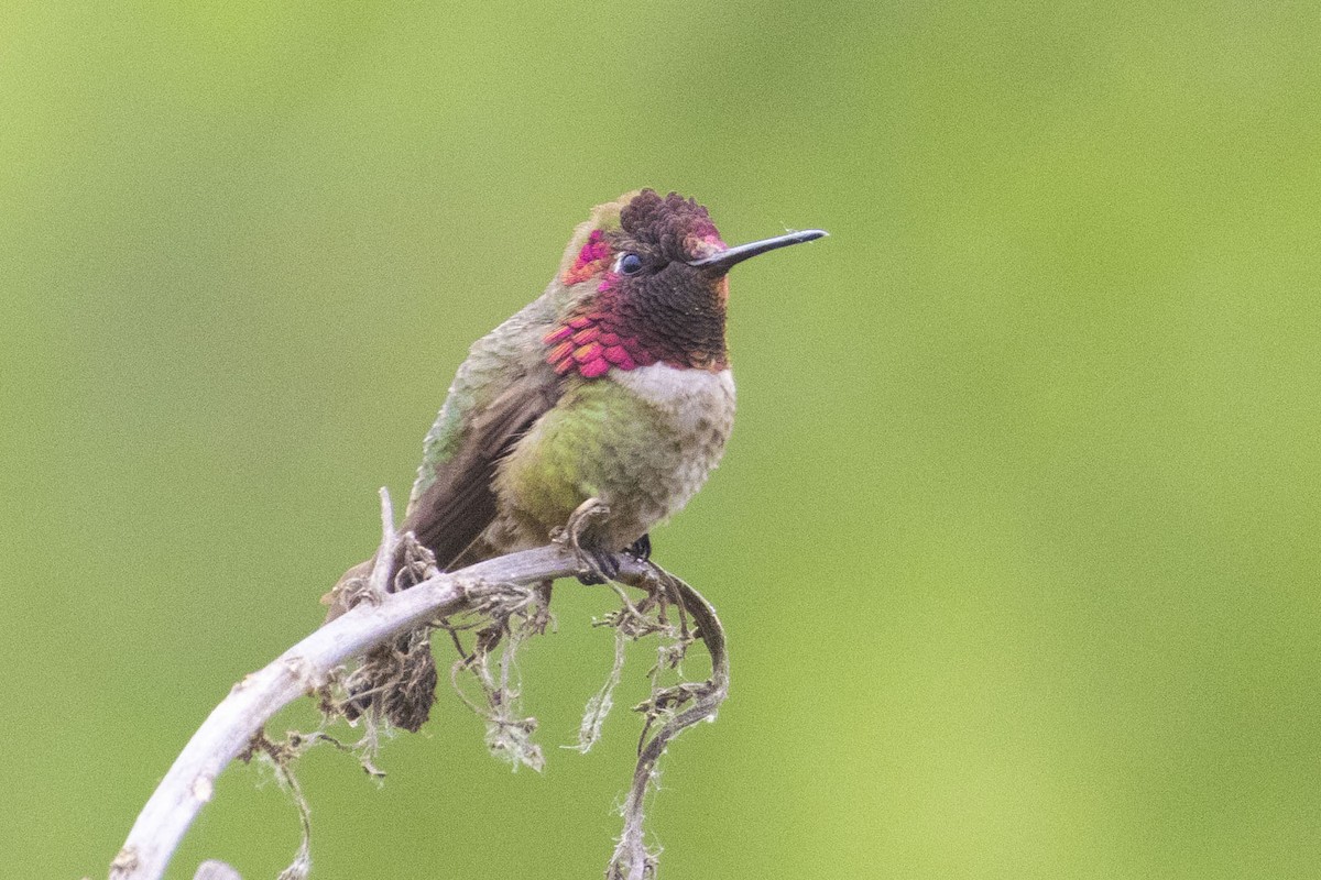 Anna's Hummingbird - ML619153361