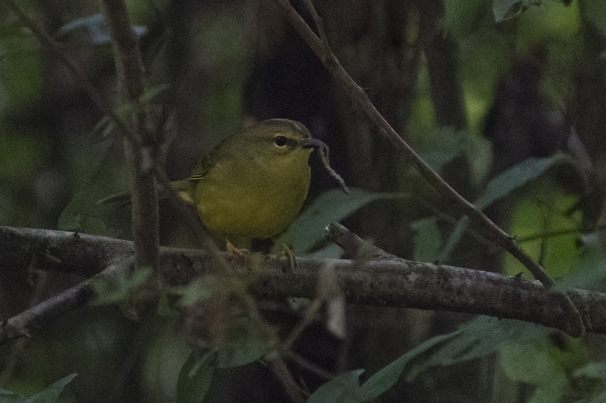 Two-banded Warbler - ML619153368