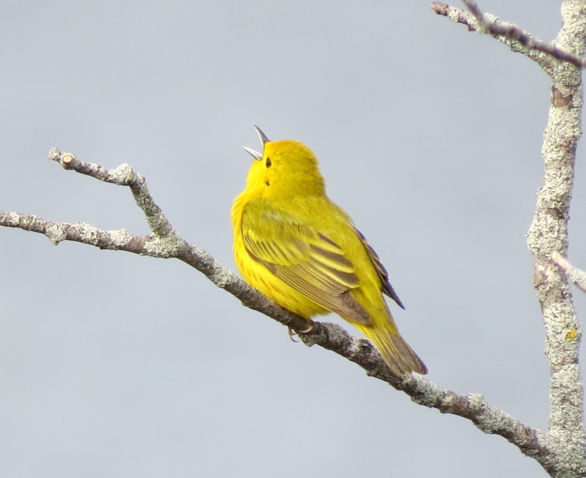 Yellow Warbler - ML619153413