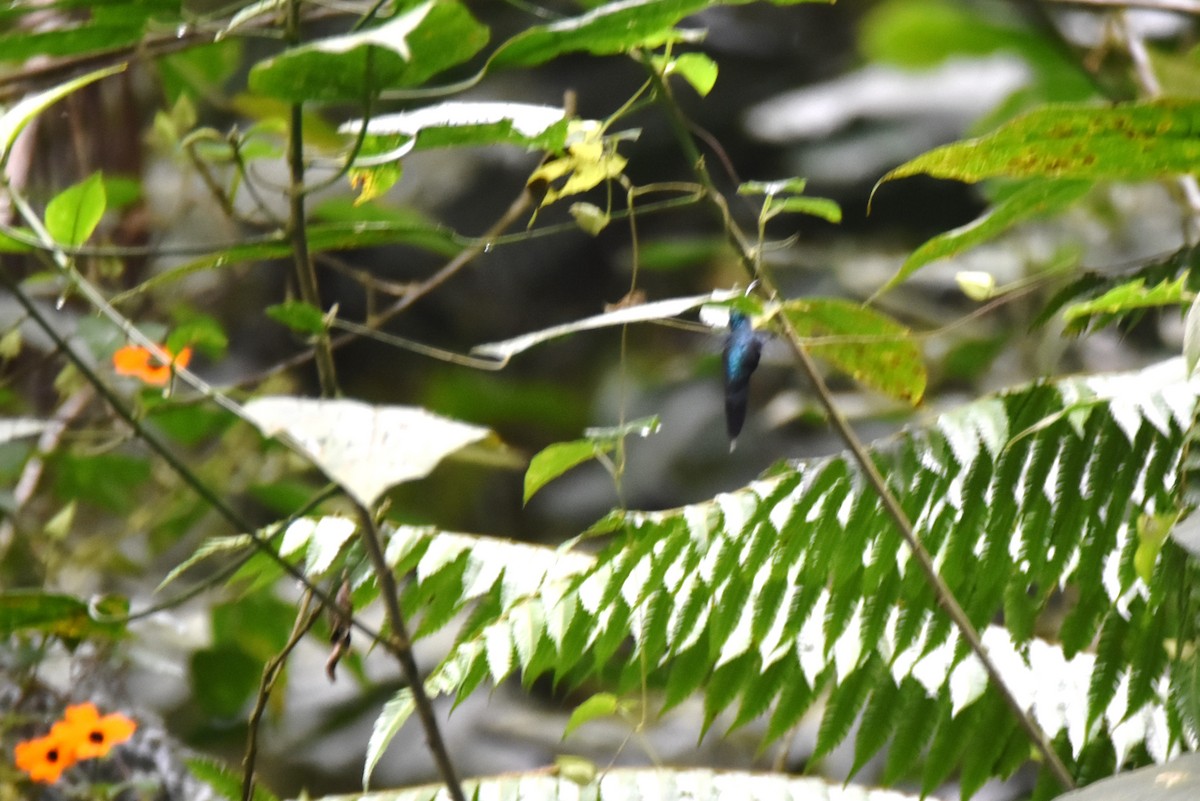 Зелёный колибри-отшельник - ML619153427