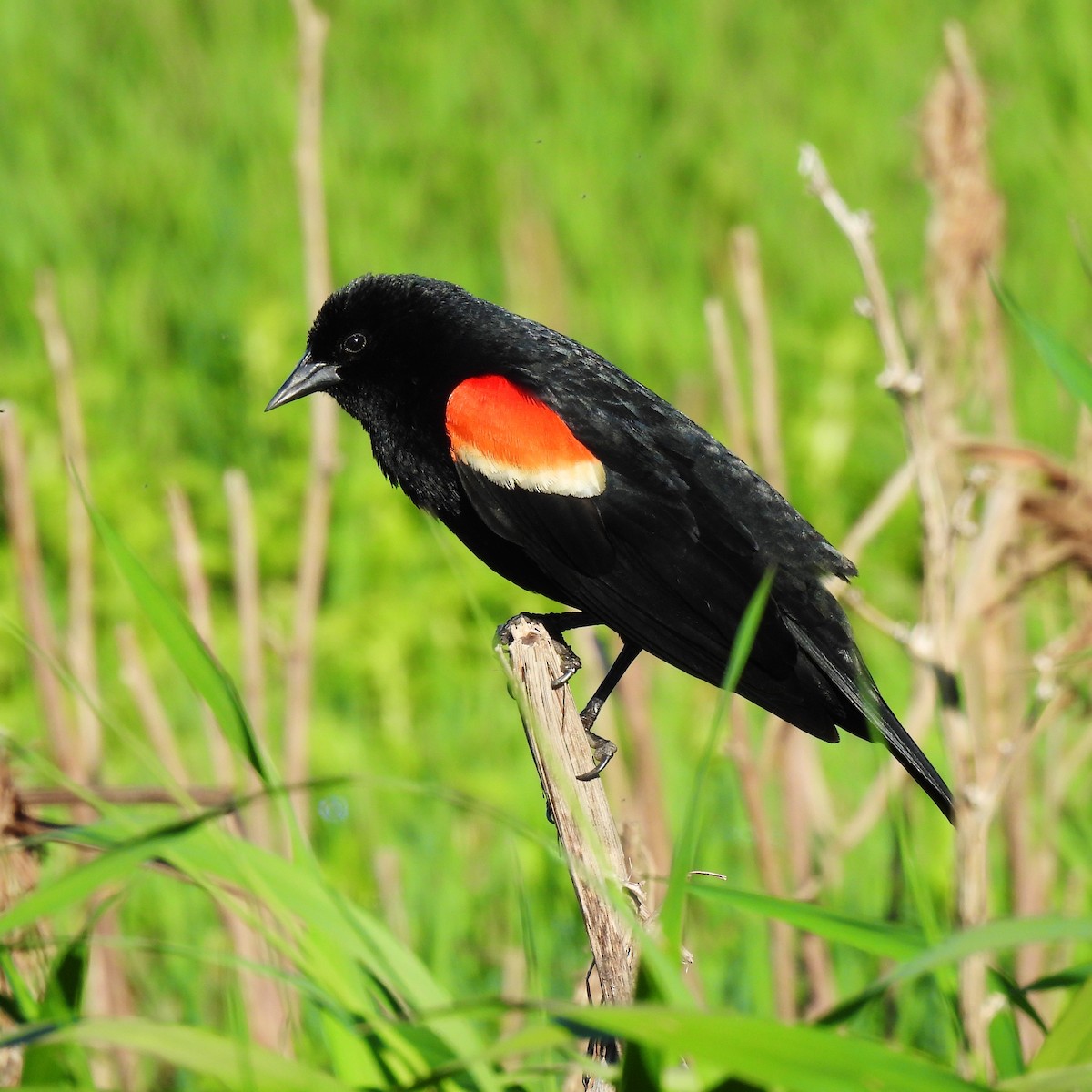 Red-winged Blackbird - ML619153430