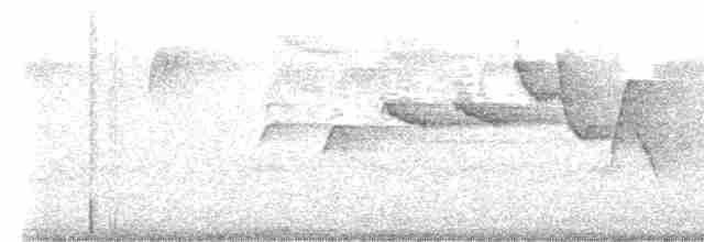 Swainson's Warbler - ML619153463