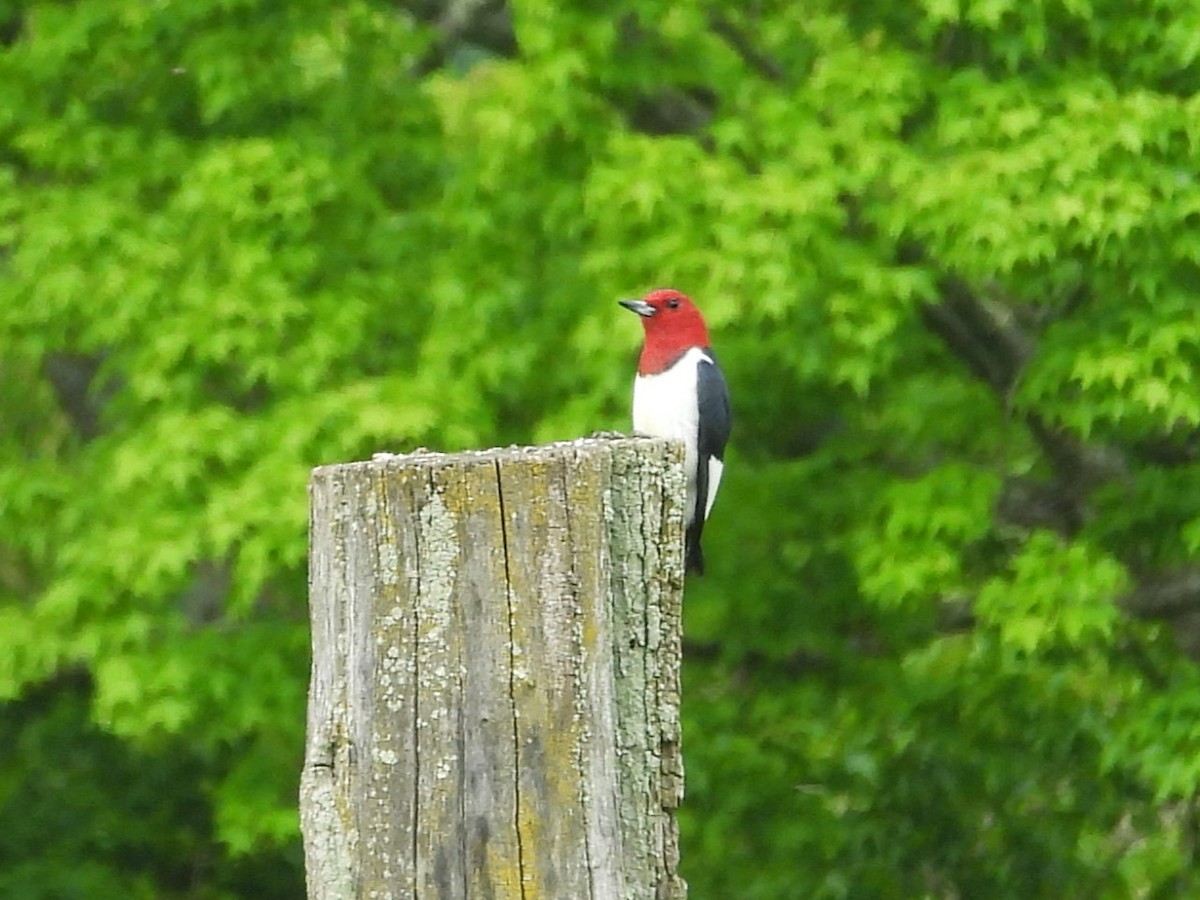 Red-headed Woodpecker - ML619153466
