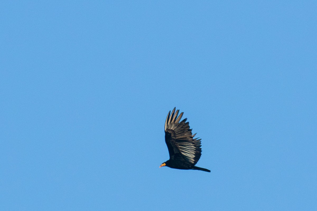 Greater Yellow-headed Vulture - ML619153468