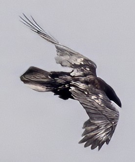 Common Raven - ML619153476