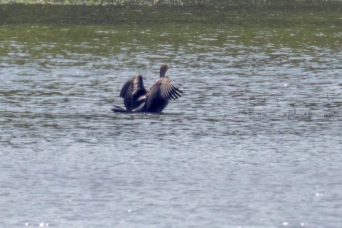 Double-crested Cormorant - ML619153489