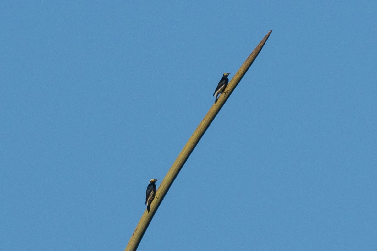 Yellow-tufted Woodpecker - ML619153501