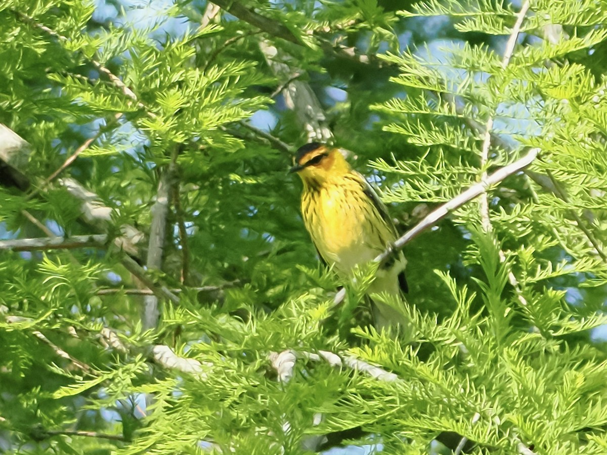Cape May Warbler - ML619153505