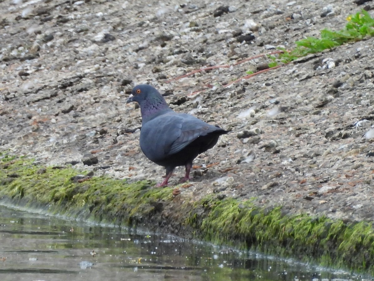Rock Pigeon (Feral Pigeon) - ML619153536