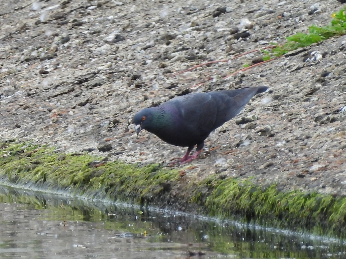 Rock Pigeon (Feral Pigeon) - ML619153572