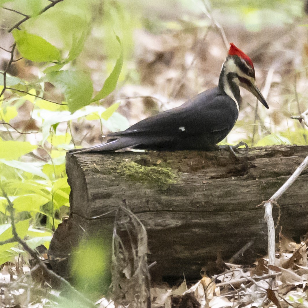Pileated Woodpecker - ML619153579