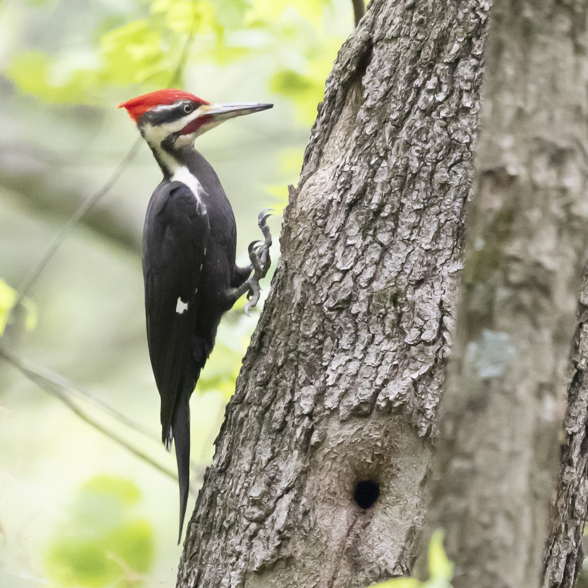 Pileated Woodpecker - ML619153581