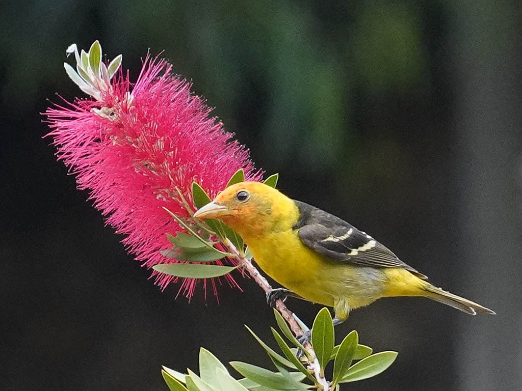 Western Tanager - ML619153656