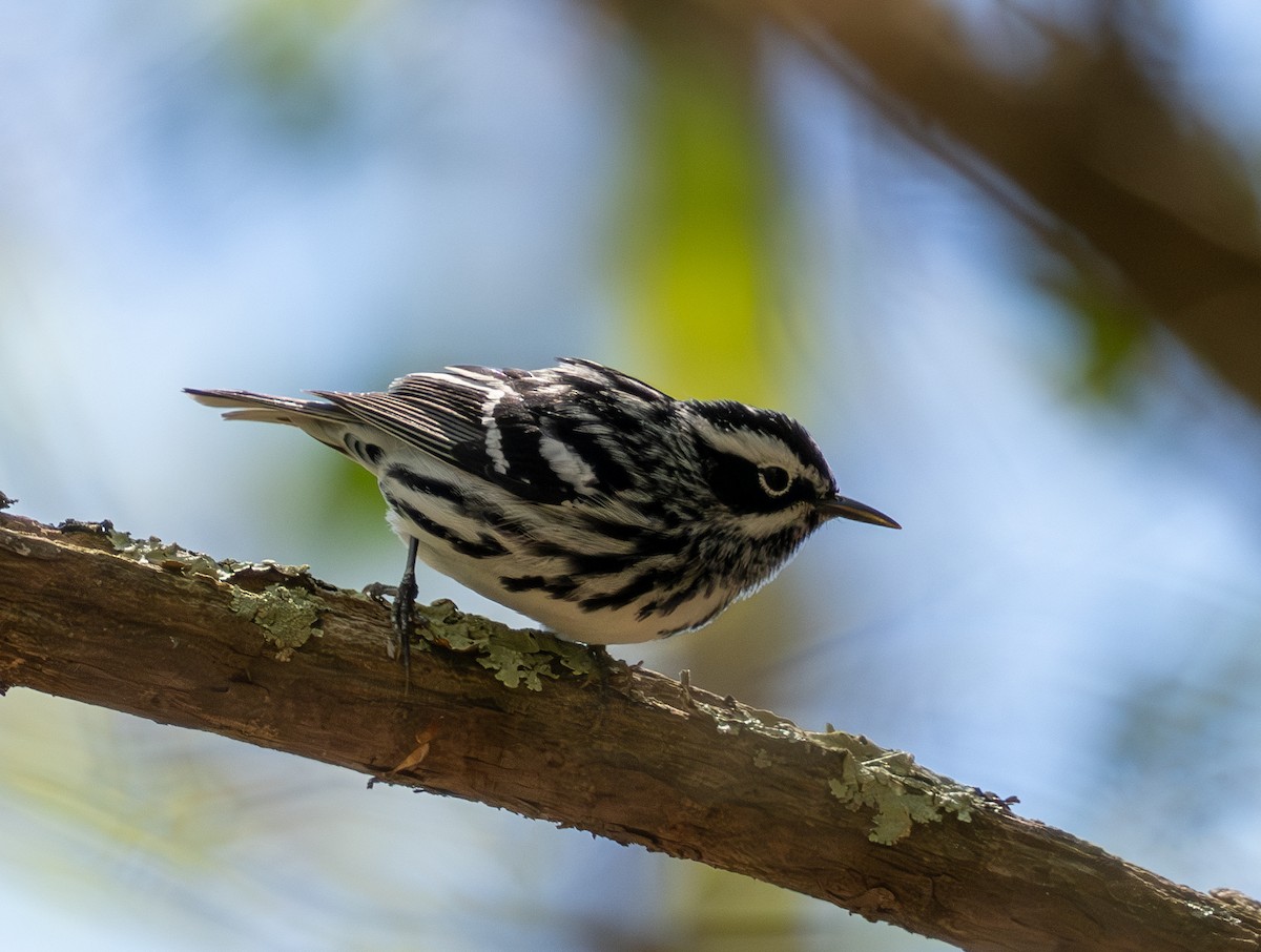 Black-and-white Warbler - ML619153676