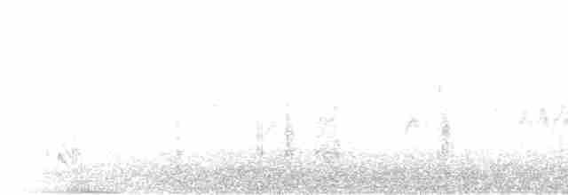 Дятел-смоктун білочеревий - ML619153704
