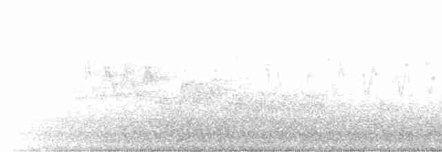 גיבתונית חומת-זנב - ML619153715
