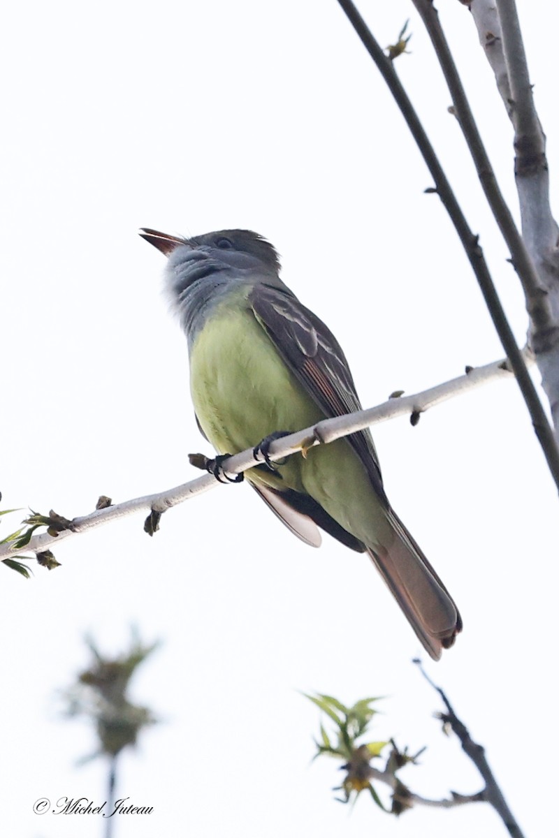 Great Crested Flycatcher - ML619153728