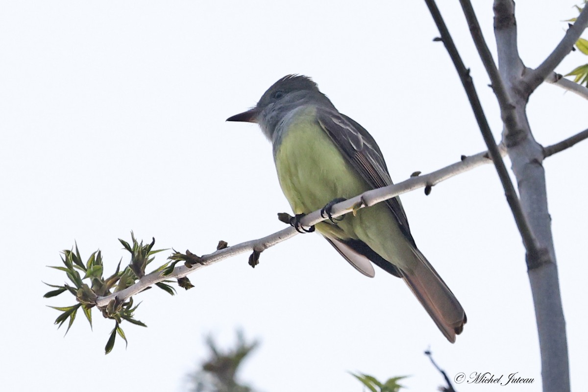 Great Crested Flycatcher - ML619153729