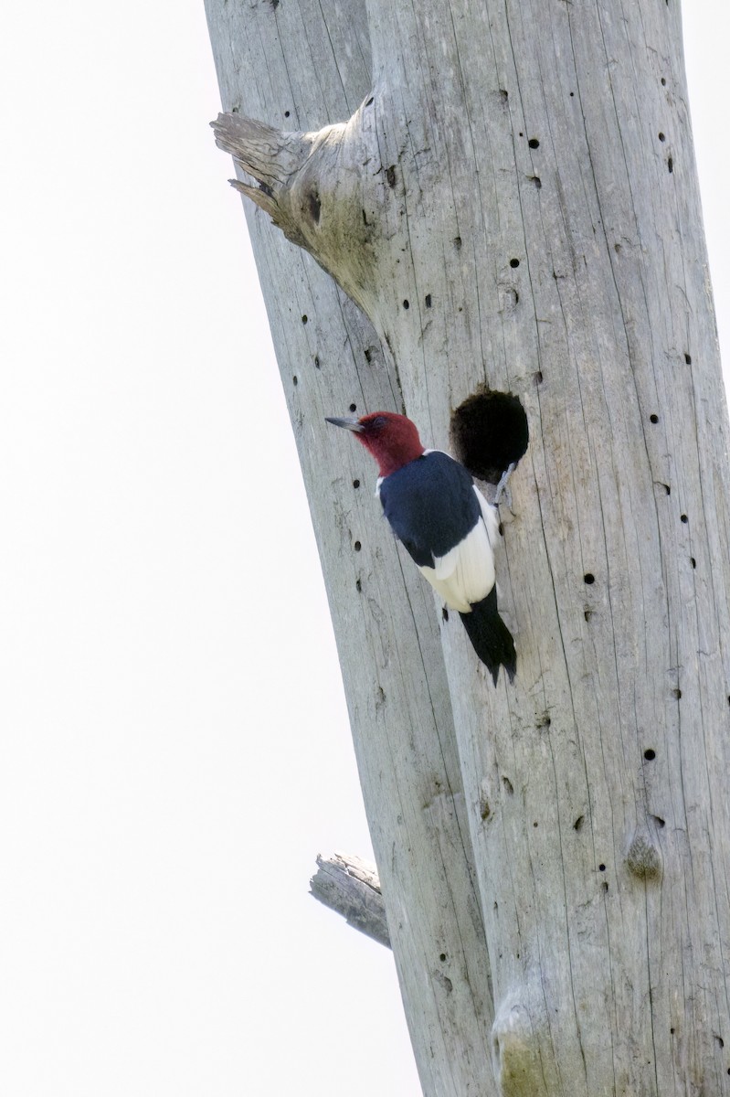 Red-headed Woodpecker - ML619153732
