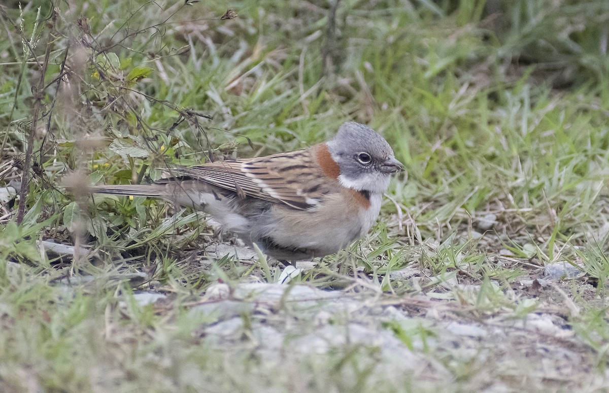 Rufous-collared Sparrow (Patagonian) - ML619153780