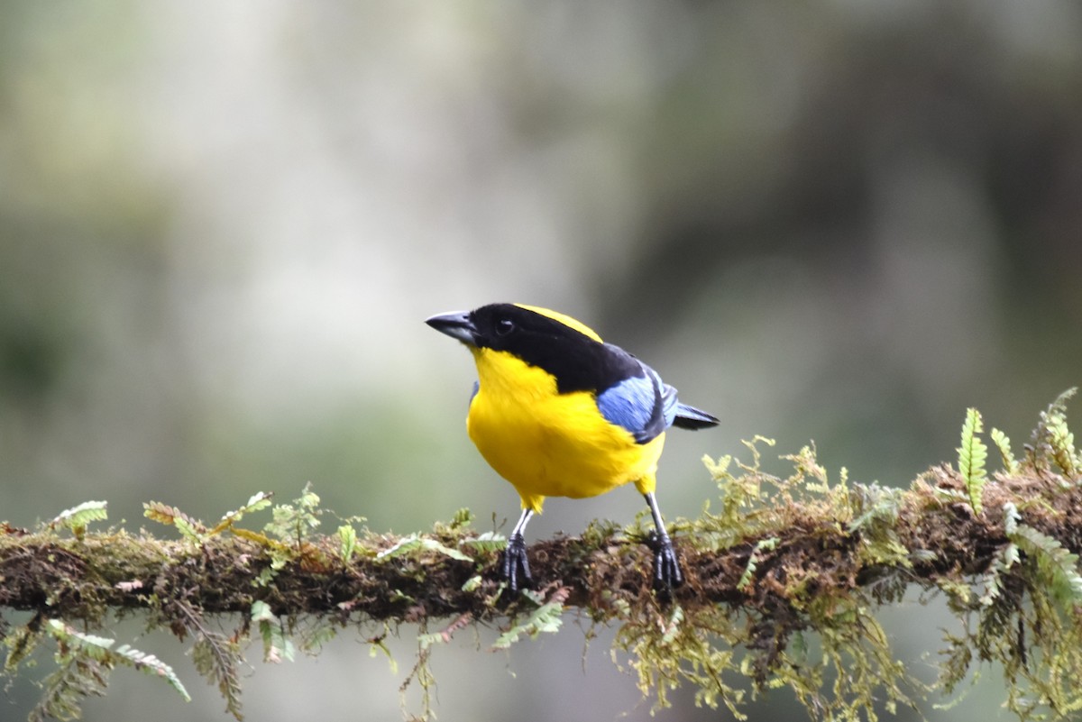 Blue-winged Mountain Tanager - ML619153799