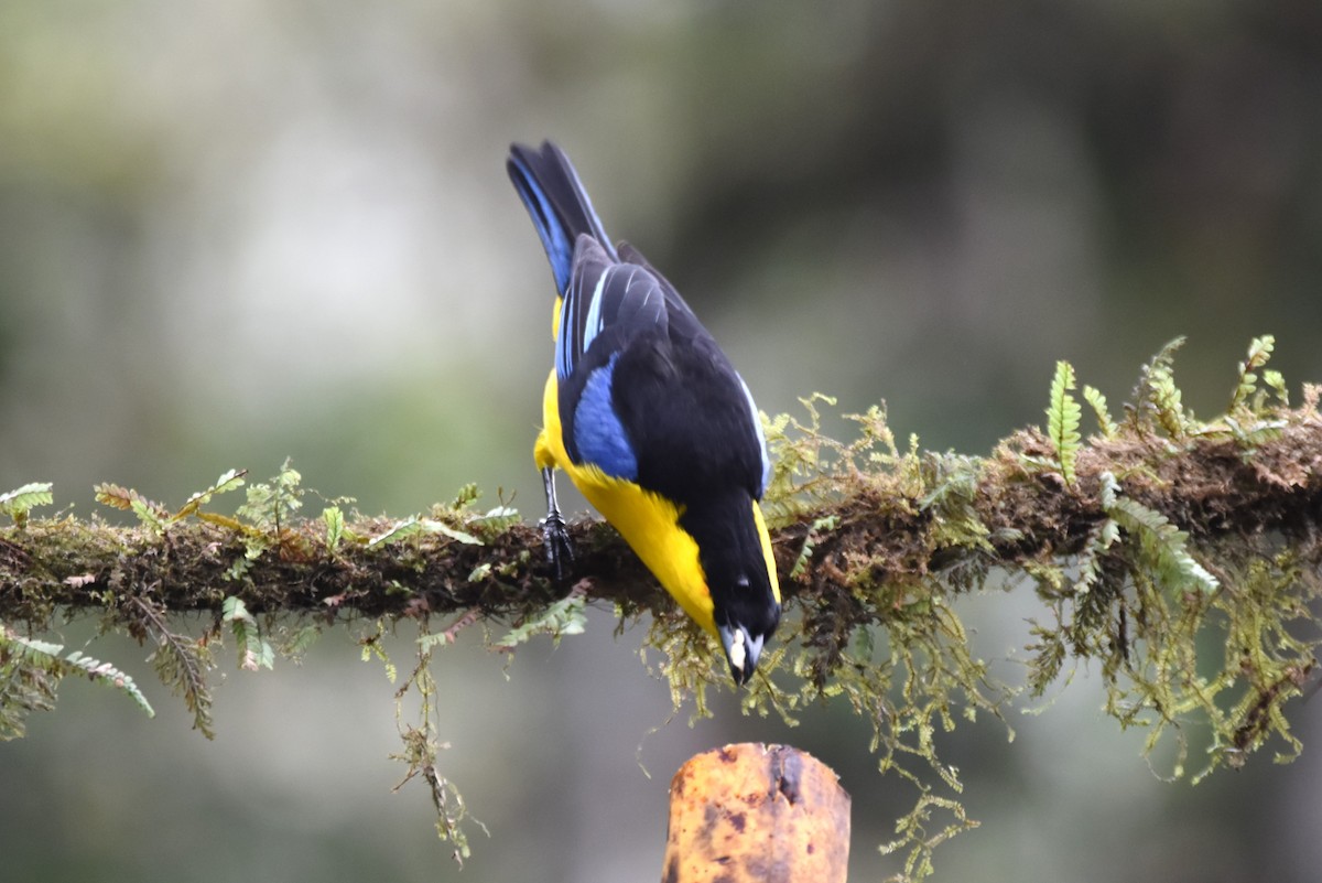 Blue-winged Mountain Tanager - ML619153800