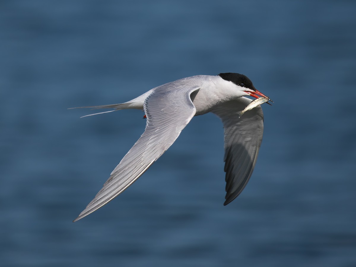 Common Tern - ML619153822