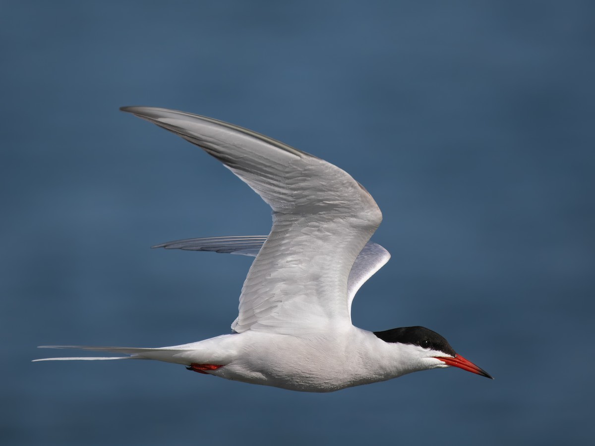 Common Tern - ML619153824