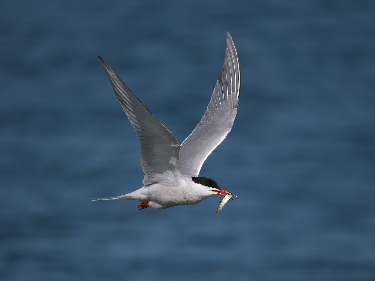 Common Tern - ML619153825
