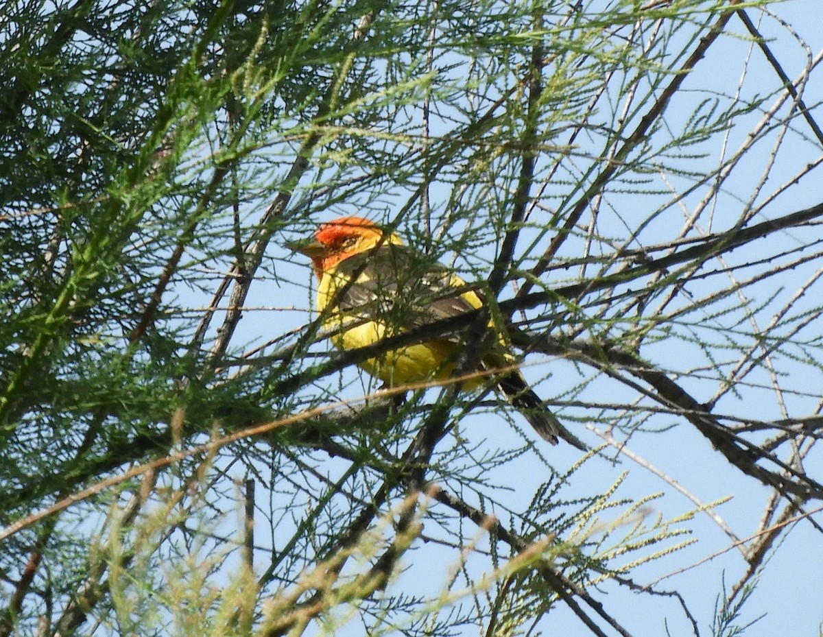 Western Tanager - ML619153847