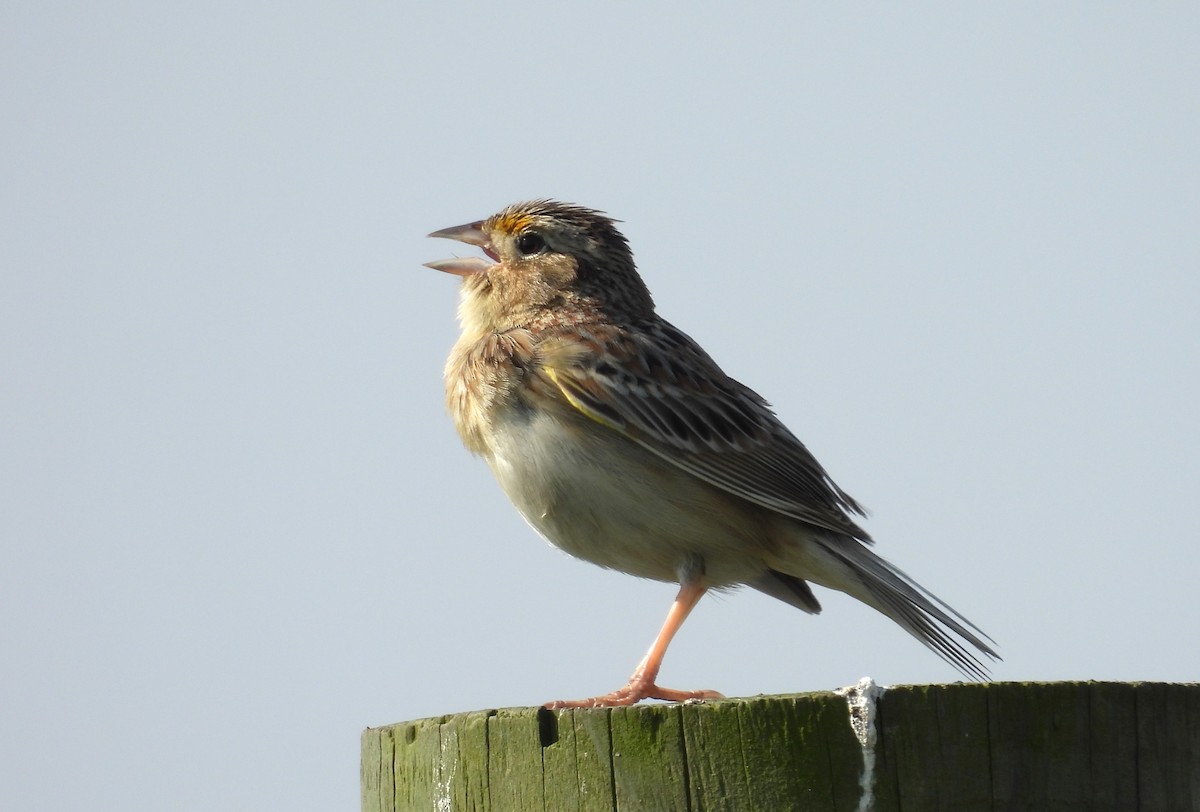 Grasshopper Sparrow - ML619153849