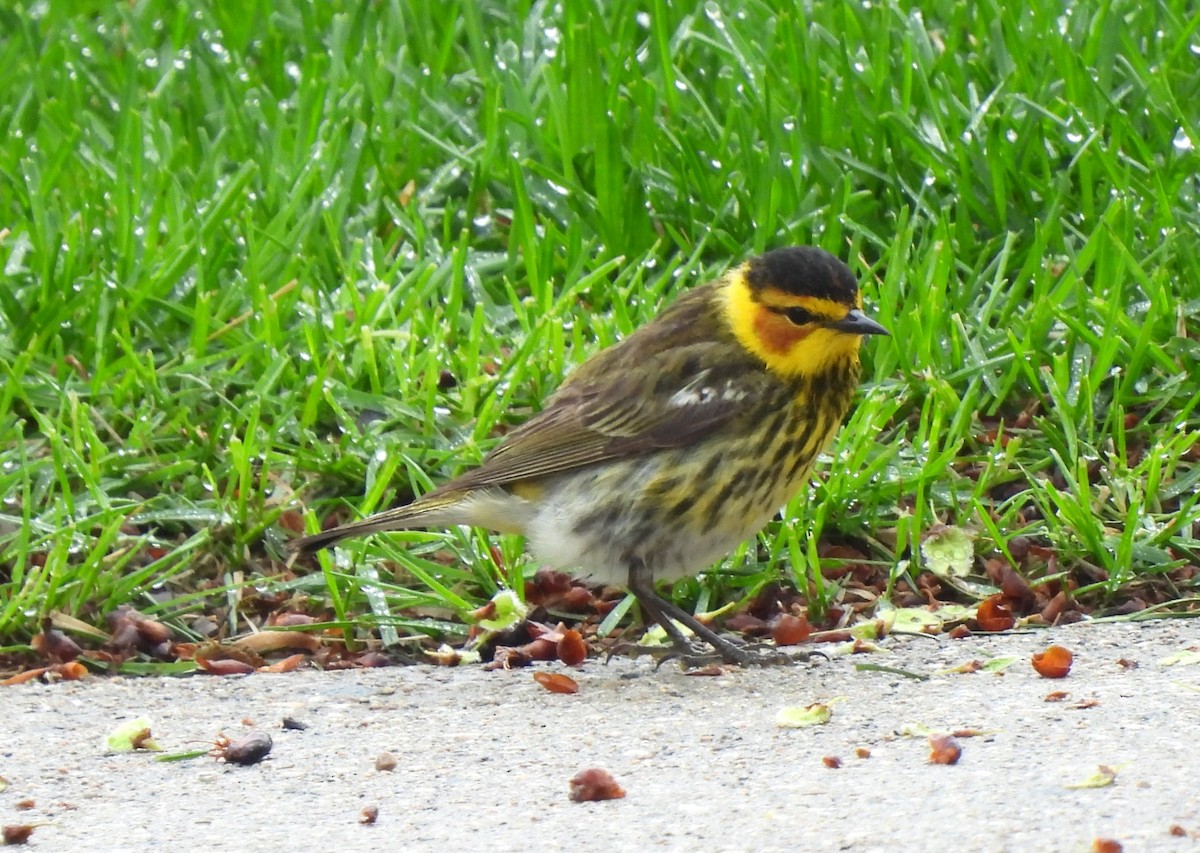 Cape May Warbler - ML619153860