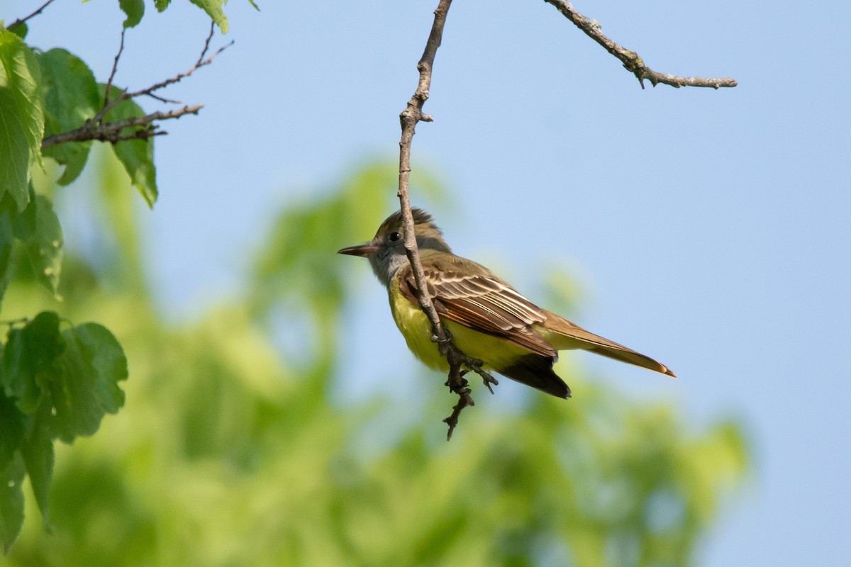Great Crested Flycatcher - ML619153897