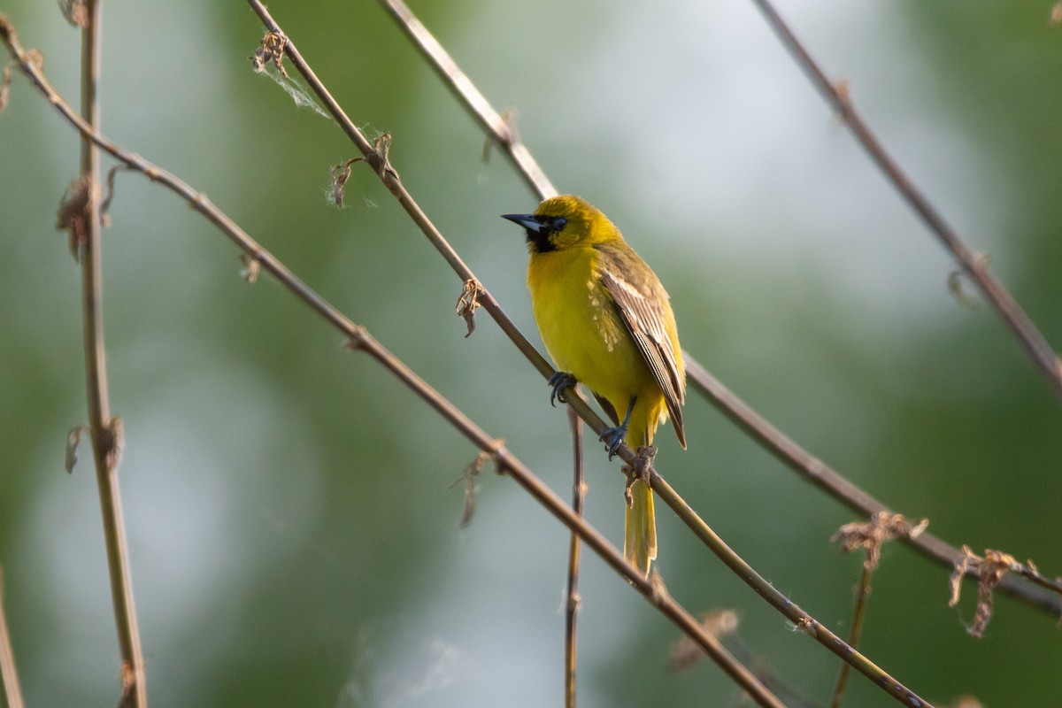 Orchard Oriole - ML619153911